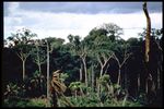 Brazil Slide Series: Collection Belem Manaus, Slide No. 0077. by Herbert Knup, Jon M. Tolman, and Valdemagr Schultz