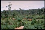 Brazil Slide Series: Collection Belem Manaus, Slide No. 0089. by Herbert Knup, Jon M. Tolman, and Valdemagr Schultz