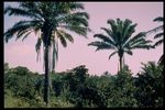 Brazil Slide Series: Collection Salvador, Bahia, Slide No. 0063. by Herbert Knup, Jon M. Tolman, and Siegfried Muhlhausser
