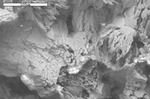 Filaments in dolomite pit by M. Spilde and D. Northup