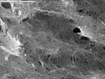 Felted fabric of filaments by UNM Microbe/SEM Facility