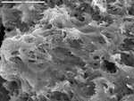 Overview of felted fabric of filaments by UNM Microbe/SEM Facility