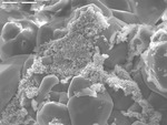 Manganese oxide crystals on calcite, overview by M. Spilde and D. Northup