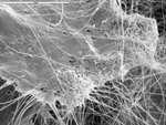 Manganese plate with web of filaments off edge by M. Spilde and D. Northup