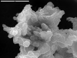 Coarsely crystalline manganese oxide by D. Northup and M. Spilde