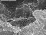 Manganese plates with web of tangled filaments by M. Spilde and D. Northup