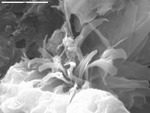 Ribbon-like filaments emerging from calcite by M. Spilde and D. Northup