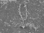 Filaments in field of debris on artificial substrate by M. Spilde