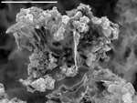 Threads and filaments bridging ferro-manganese deposits by D. Northup and M. Spilde