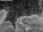 Manganese plates with filaments radiating from edge by M. Spilde and D. Northup