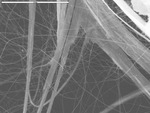 Close up of filaments and threads bridging manganese oxide mineral by D. Northup and M. Spilde