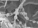 Close up of beads on a string bridging tissue-paper mineral by D. Northup and M. Spilde