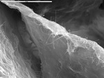 View of filaments on plate edge by M. Spilde and D. Northup