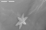 Close up of star shaped iron oxide on calcite by M. Spilde and D. Northup