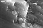 Iron oxide disks on calcite by M. Spilde and D. Northup