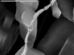 Hairy segmented filament bridging crystals by M. Spilde, D. Northup, P. Boston, and L. Mallory