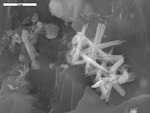Star-shaped crystals in pit in calcite by M. Spilde and D. Northup
