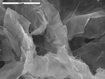 Segmented filaments bridging tissue-paper by A. Dichosa