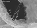 Several filaments bridging tissue-paper by A. Dichosa