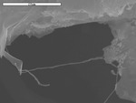 Bridging filament across tissue-paper by A. Dichosa