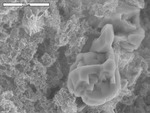 Clay-like manganese oxides with corroded calcite crystal by UNM Microbe/SEM Facility