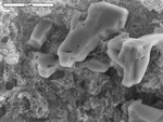 Corroded calcite crystals in clay-like manganese oxide by UNM Microbe/SEM Facility