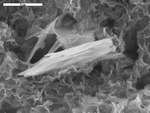 Platy crystals in clay-like manganese oxide by UNM Microbe/SEM Facility