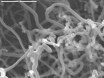 Close up of tangle of filaments by M. Spilde and D. Northup