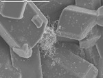 Ball of filaments among film covered crystals by M. Medina and D. Northup