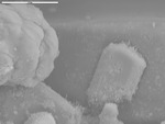 Closer view of the gypsum area in image ARS-9-70 and of a crystal by M. Medina and D. Northup
