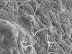 Individual filaments emerging from uneven surface
