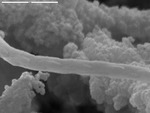 Close up of a smooth filament by D. Northup and M. Spilde