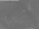 Close view of spheroids emerging from film from bottom left of BLR6-05 by M. Medina and D. Northup