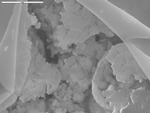 Underneath cracked film, mineral coated deposits by M. Medina and D. Northup