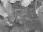 Close view of filament on film covered crystals by M. Spilde