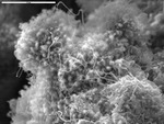 Close up of filaments bridging wooly aggregation by M. Spilde