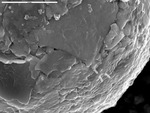 Close up of textured spheroid showing film with polyps