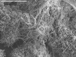 Tangle of filaments on wooly aggregate by M. Spilde and D. Northup