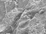 Tiny filaments on subhedral crystals by D. Northup