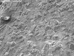 Overview of subhedral crystals with small filaments emerging