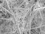 Tangled filaments with needles, moonmilk by D. Northup and M. Spilde