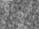 Close up of wooly dimpled spheroid with small filaments by D. Northup and M. Spilde