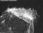 Overview of lots of tangled filaments on edge of film