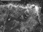 Masses of filaments on film with some large spheroids