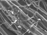 Close up of filaments in root with smaller tangled filaments by M. Spilde