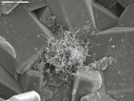 Tangle of filaments on euhedral crystals, with film and spheroids