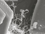 Branching smooth filaments that are part of large ball of filaments among crystals by M. Medina and D. Northup