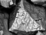 Backscatter image of crystal surface by M. Spilde, D. Northup, and L. Melim