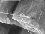 Detail of attachment of filaments bridging between crystals by M. Spilde, D. Northup, and L. Melim