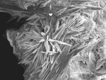 Long dogtooth radiating crystals of CaCO3 coated by plates of hydromagnesite by M. Spilde, D. Northup, and L. Melim